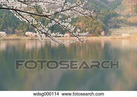 Cherry blossoms in full bloom at Lake Biwa, Shiga Prefecture, Japan View Large Photo Image Picture - Cherry blossoms in full bloom at Lake Biwa, Shiga Prefecture, Japan. Fotosearch