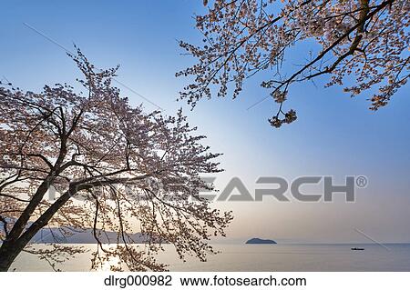 Cherry blossoms in full bloom at Lake Biwa, Shiga Prefecture, Japan View Large Photo Image Stock Image - Cherry blossoms in full bloom at Lake Biwa, Shiga Prefecture, Japan. Fotosearch