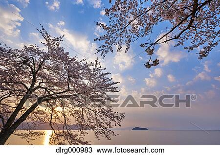 Cherry blossoms in full bloom at Lake Biwa, Shiga Prefecture, Japan View Large Photo Image Stock Image - Cherry blossoms in full bloom at Lake Biwa, Shiga Prefecture, Japan. Fotosearch