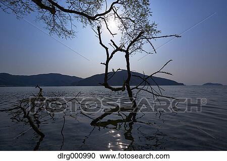 Cherry blossoms in full bloom at Lake Biwa, Shiga Prefecture, Japan View Large Photo Image Stock Image - Cherry blossoms in full bloom at Lake Biwa, Shiga Prefecture, Japan. Fotosearch