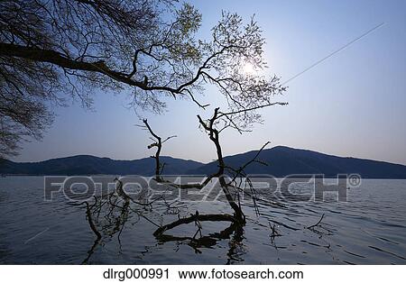 Cherry blossoms in full bloom at Lake Biwa, Shiga Prefecture, Japan View Large Photo Image Stock Image - Cherry blossoms in full bloom at Lake Biwa, Shiga Prefecture, Japan. Fotosearch