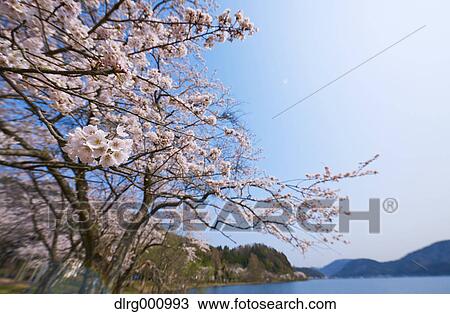 Cherry blossoms in full bloom at Lake Biwa, Shiga Prefecture, Japan View Large Photo Image Stock Image - Cherry blossoms in full bloom at Lake Biwa, Shiga Prefecture, Japan. Fotosearch