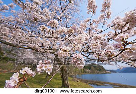 Cherry blossoms in full bloom at Lake Biwa, Shiga Prefecture, Japan View Large Photo Image Stock Image - Cherry blossoms in full bloom at Lake Biwa, Shiga Prefecture, Japan. Fotosearch
