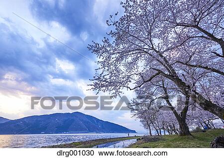 Stock Image - Cherry blossoms in full bloom at Lake Biwa, Shiga Prefecture, Japan. Fotosearch