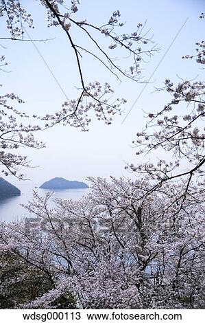 Cherry blossoms in full bloom at Lake Biwa, Shiga Prefecture, Japan View Large Photo Image Stock Image - Cherry blossoms in full bloom at Lake Biwa, Shiga Prefecture, Japan. Fotosearch