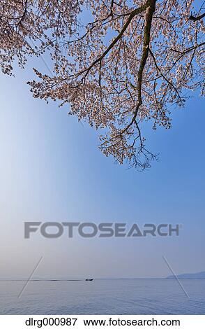 Cherry blossoms in full bloom at Lake Biwa, Shiga Prefecture, Japan View Large Photo Image Stock Photo - Cherry blossoms in full bloom at Lake Biwa, Shiga Prefecture, Japan. Fotosearch