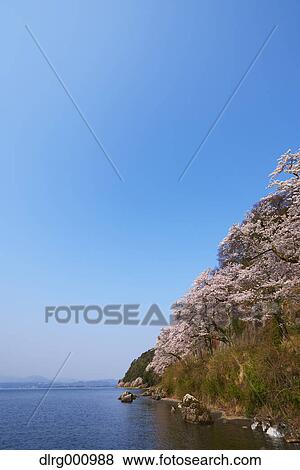 Cherry blossoms in full bloom at Lake Biwa, Shiga Prefecture, Japan View Large Photo Image Stock Photo - Cherry blossoms in full bloom at Lake Biwa, Shiga Prefecture, Japan. Fotosearch