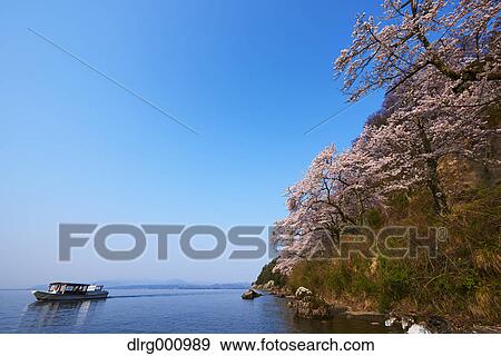 Cherry blossoms in full bloom at Lake Biwa, Shiga Prefecture, Japan View Large Photo Image Stock Photo - Cherry blossoms in full bloom at Lake Biwa, Shiga Prefecture, Japan. Fotosearch