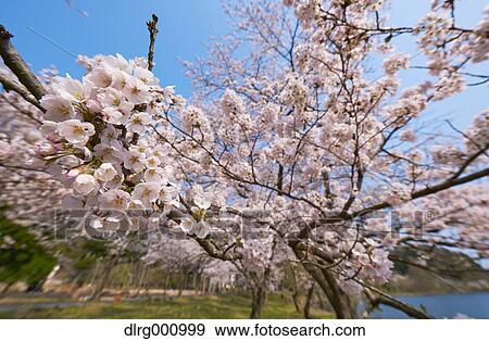 Cherry blossoms in full bloom at Lake Biwa, Shiga Prefecture, Japan View Large Photo Image Stock Photo - Cherry blossoms in full bloom at Lake Biwa, Shiga Prefecture, Japan. Fotosearch