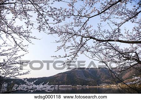 Cherry blossoms in full bloom at Lake Biwa, Shiga Prefecture, Japan View Large Photo Image Stock Photo - Cherry blossoms in full bloom at Lake Biwa, Shiga Prefecture, Japan. Fotosearch