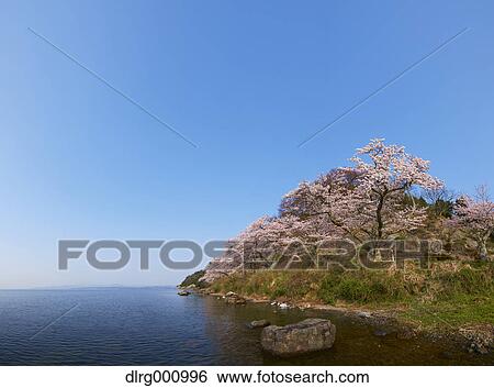 Cherry blossoms in full bloom at Lake Biwa, Shiga Prefecture, Japan View Large Photo Image Stock Photograph - Cherry blossoms in full bloom at Lake Biwa, Shiga Prefecture, Japan. Fotosearch