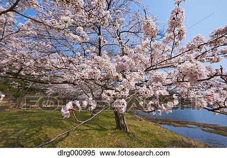 Cherry blossoms in full bloom at Lake Biwa, Shiga Prefecture, Japan View Large Photo Image Stock Photography - Cherry blossoms in full bloom at Lake Biwa, Shiga Prefecture, Japan. Fotosearch