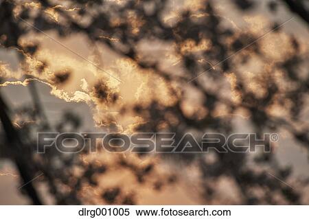 Cherry blossoms in full bloom at Lake Biwa, Shiga Prefecture, Japan View Large Photo Image Stock Photography - Cherry blossoms in full bloom at Lake Biwa, Shiga Prefecture, Japan. Fotosearch