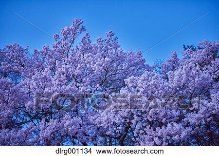 Picture - Cherry blossoms in full bloom at Takato castle park at night, Nagano Prefecture, Japan. Fotosearch