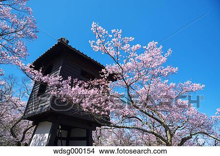 Picture - Cherry blossoms in full bloom at Takato castle park, Nagano Prefecture, Japan. Fotosearch
