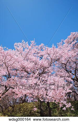 Picture - Cherry blossoms in full bloom at Takato castle park, Nagano Prefecture, Japan. Fotosearch
