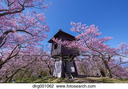 Stock Image - Cherry blossoms in full bloom at Takato castle park, Nagano Prefecture, Japan. Fotosearch