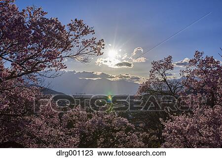 Stock Image - Cherry blossoms in full bloom at Takato castle park at sunset, Nagano Prefecture, Japan. Fotosearch