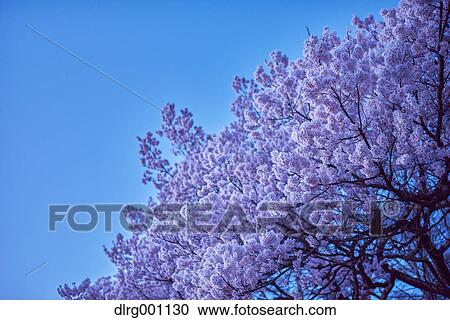 Stock Image - Cherry blossoms in full bloom at Takato castle park at night, Nagano Prefecture, Japan. Fotosearch