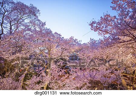 Stock Image - Cherry blossoms in full bloom at Takato castle park at night, Nagano Prefecture, Japan. Fotosearch