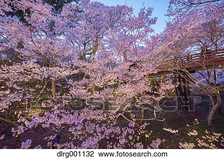 Stock Image - Cherry blossoms in full bloom at Takato castle park at night, Nagano Prefecture, Japan. Fotosearch
