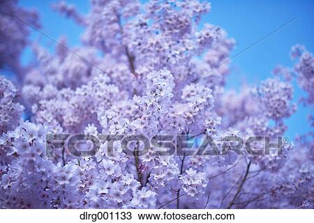 Stock Image - Cherry blossoms in full bloom at Takato castle park at night, Nagano Prefecture, Japan. Fotosearch