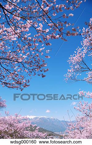 Stock Image - Cherry blossoms in full bloom at Takato castle park, Nagano Prefecture, Japan. Fotosearch