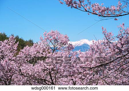 Stock Image - Cherry blossoms in full bloom at Takato castle park, Nagano Prefecture, Japan. Fotosearch