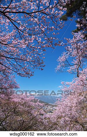 Stock Image - Cherry blossoms in full bloom at Takato castle park, Nagano Prefecture, Japan. Fotosearch