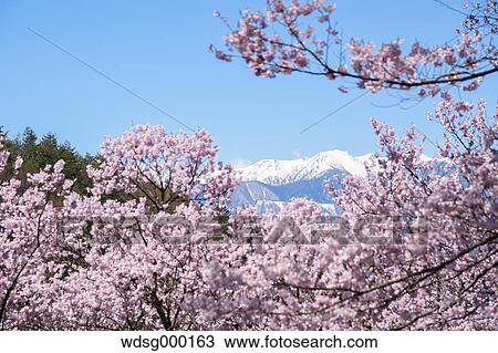 Stock Image - Cherry blossoms in full bloom at Takato castle park, Nagano Prefecture, Japan. Fotosearch
