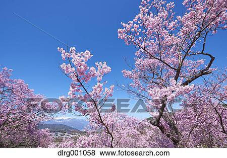 Stock Photo - Cherry blossoms in full bloom at Takato castle park, Nagano Prefecture, Japan. Fotosearch