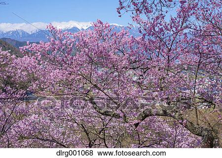 Stock Photo - Cherry blossoms in full bloom at Takato castle park, Nagano Prefecture, Japan. Fotosearch