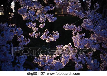 Stock Photo - Cherry blossoms in full bloom at Takato castle park at night, Nagano Prefecture, Japan. Fotosearch