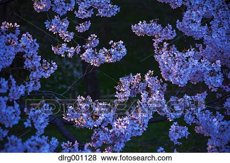 Stock Photo - Cherry blossoms in full bloom at Takato castle park at night, Nagano Prefecture, Japan. Fotosearch