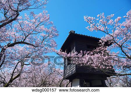 Stock Photo - Cherry blossoms in full bloom at Takato castle park, Nagano Prefecture, Japan. Fotosearch