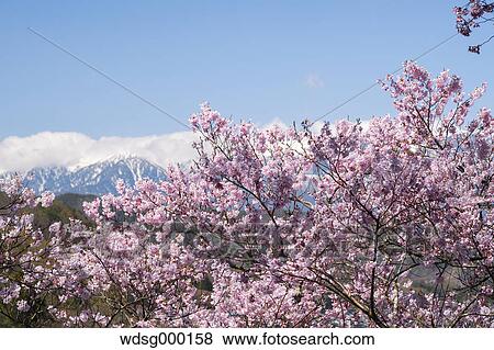 Stock Photo - Cherry blossoms in full bloom at Takato castle park, Nagano Prefecture, Japan. Fotosearch