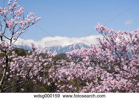 Stock Photo - Cherry blossoms in full bloom at Takato castle park, Nagano Prefecture, Japan. Fotosearch