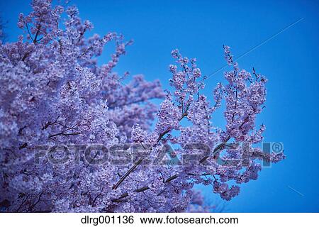 Stock Photograph - Cherry blossoms in full bloom at Takato castle park at night, Nagano Prefecture, Japan. Fotosearch