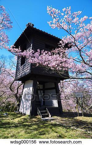 Stock Photograph - Cherry blossoms in full bloom at Takato castle park, Nagano Prefecture, Japan. Fotosearch