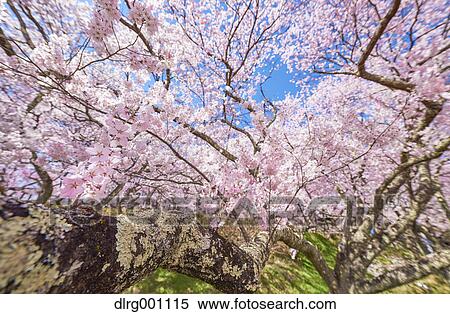 Stock Photography - Cherry blossoms in full bloom at Takato castle park, Nagano Prefecture, Japan. Fotosearch