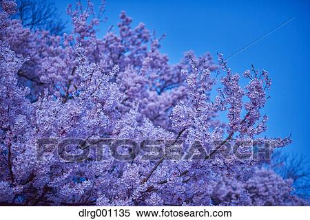Stock Photography - Cherry blossoms in full bloom at Takato castle park at night, Nagano Prefecture, Japan. Fotosearch