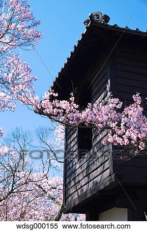 Stock Photography - Cherry blossoms in full bloom at Takato castle park, Nagano Prefecture, Japan. Fotosearch