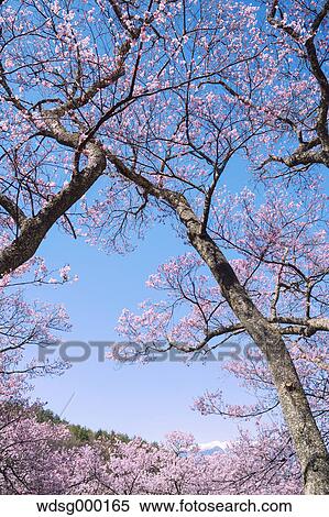 Stock Photography - Cherry blossoms in full bloom at Takato castle park, Nagano Prefecture, Japan. Fotosearch