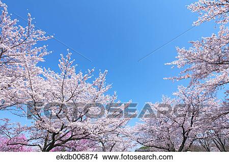 Cherry blossoms in full bloom, Japan View Large Photo Image Picture - Cherry blossoms in full bloom, Japan. Fotosearch
