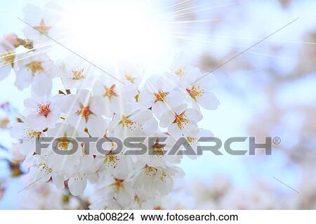 Cherry blossoms in full bloom, Japan View Large Photo Image Picture - Cherry blossoms in full bloom, Japan. Fotosearch