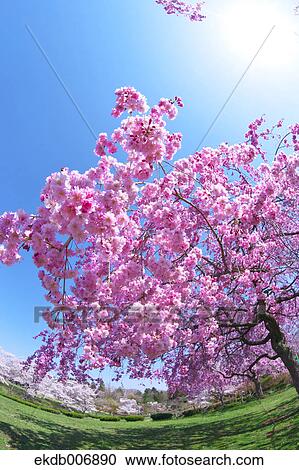 Cherry blossoms in full bloom, Japan View Large Photo Image Stock Image - Cherry blossoms in full bloom, Japan. Fotosearch