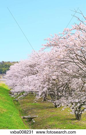 Cherry blossoms in full bloom, Japan View Large Photo Image Stock Image - Cherry blossoms in full bloom, Japan. Fotosearch