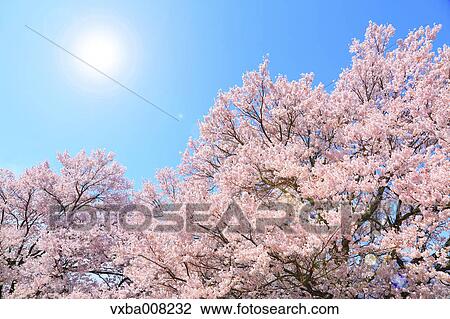 Cherry blossoms in full bloom, Japan View Large Photo Image Stock Image - Cherry blossoms in full bloom, Japan. Fotosearch