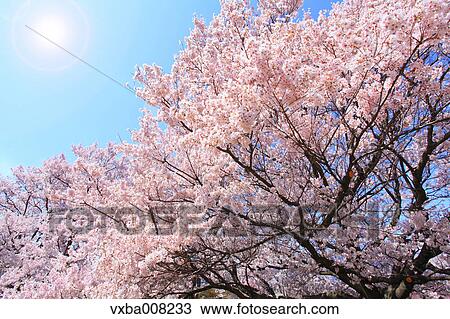 Cherry blossoms in full bloom, Japan View Large Photo Image Stock Image - Cherry blossoms in full bloom, Japan. Fotosearch