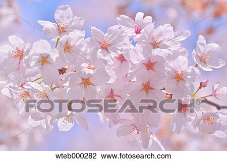 Cherry blossoms in full bloom, Japan View Large Photo Image Stock Image - Cherry blossoms in full bloom, Japan. Fotosearch